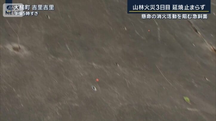 落ちてくる松ぼっくり