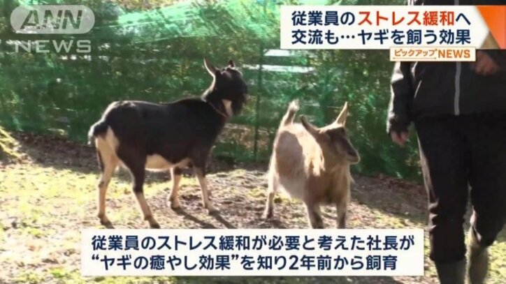 従業員のストレス緩和に飼ったヤギ