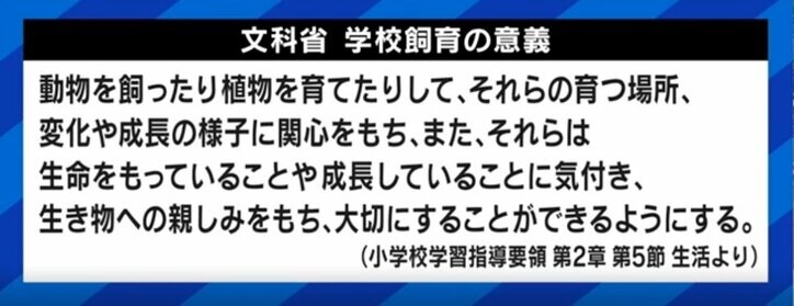 「“犬や猫より安いから”と安易に」卯年に過剰ブーム? うさぎの学校飼育廃止を求める署名も