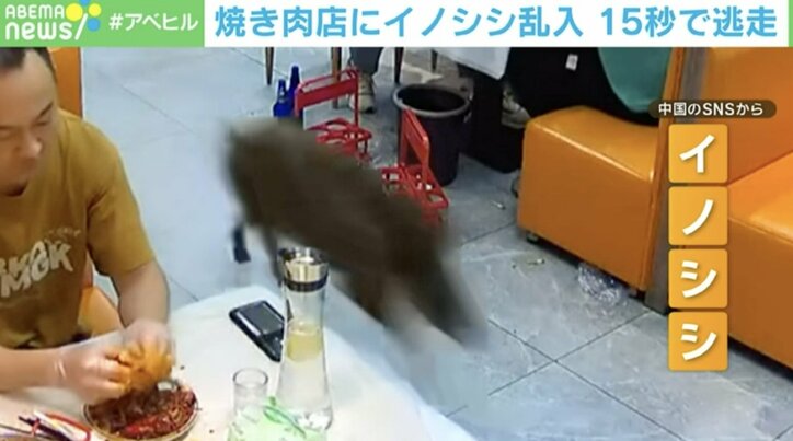 【写真・画像】店に超高速で「イノシシ」乱入！→15秒で逃走の瞬間 中国　1枚目