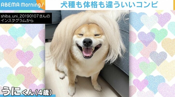 ブロンドヘアになった豆柴 ウィッグかと思いきや正体は大型犬のしっぱ