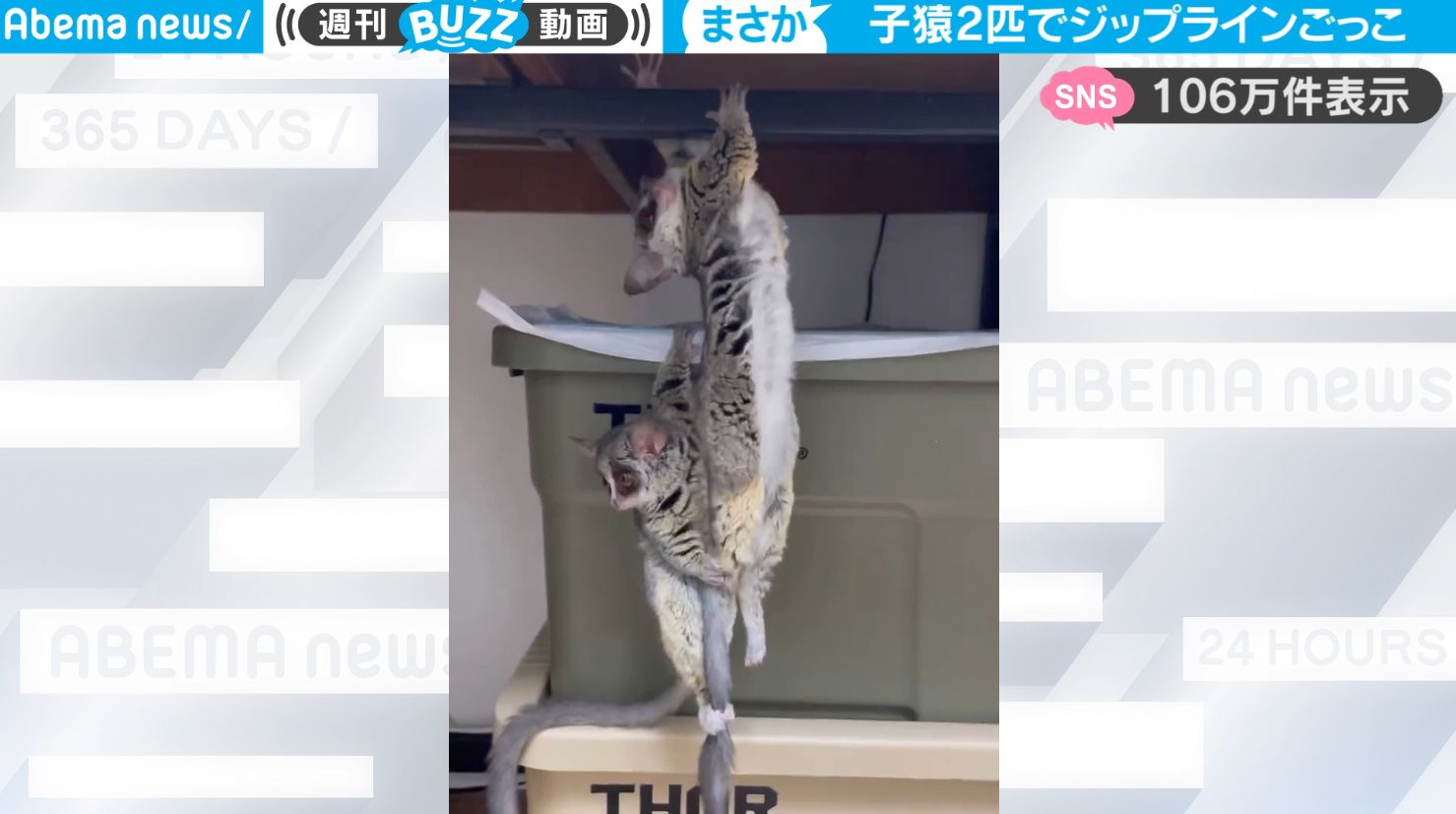 一体、何してるの？猿の親子が尻尾にぶらさがりジップラインごっこ