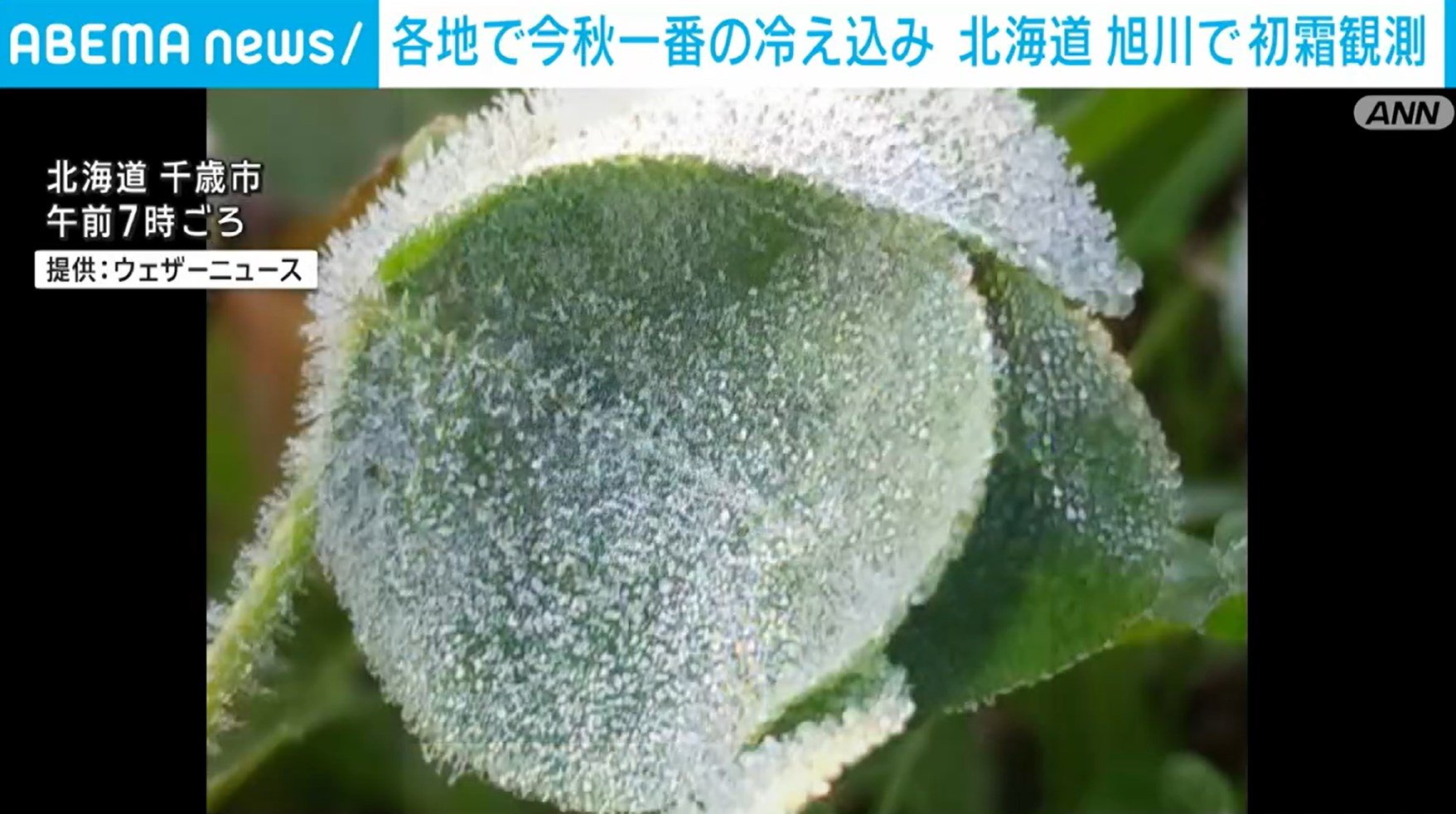 【写真・画像】全国5割超の地点で今秋一番の冷え込み 北海道・旭川で初霜観測 1枚目 | 国内 | ABEMA TIMES | アベマタイムズ