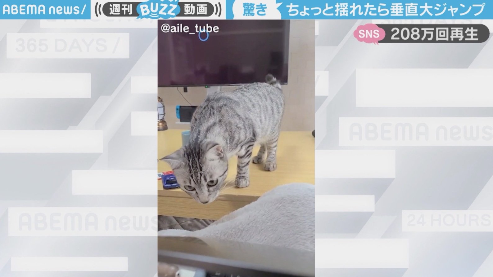 飼い主のイタズラに猫が 一瞬でフレームアウト 飛びすぎじゃない 秀逸リアクションが0万回再生 話題 Abema Times