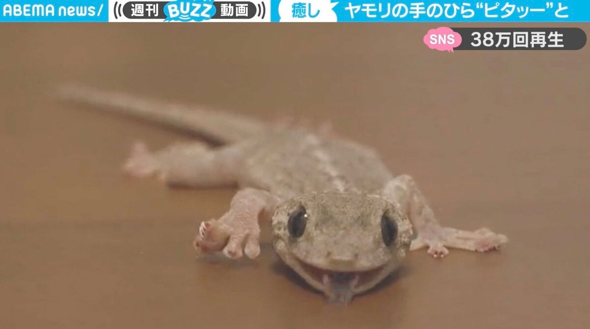 花魁道中のよう」そろりそろり歩くヤモリ 手のひらが“花のように開く
