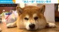 あと一段なのに…地面に体をあずけて“柴拒否”する17kgの柴犬に「頭からビーム出してるかと思ったww」「頑固すぎる」など爆笑の声