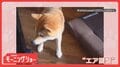 ピアノに合わせてステップだワン　まるで“エア鍵盤”　飼い主さんと演奏してるの？