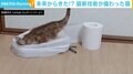 かまって攻撃にいたずら、実はリアルな“猫型ロボット”だった 製作した“猫アレルギー”ロボットエンジニアを直撃