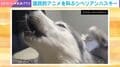 犬の遠吠えがまさかの「国民的アニメ」!? シベリアンハスキーの初めての鳴き声にSNS爆笑「可愛すぎるww」「想像以上に綺麗」の声