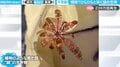 「エヴァの使徒みたい」水面をひらひら…奇妙な形の謎の生き物が不気味かわいい