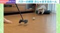 「練習にならない！！」パター練習に犬が乱入→3年ぶりに挑戦してみると… ボールを即キャッチする“お邪魔ぐせ”に反響