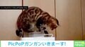 加湿機のタンクを持ち上げる猫 “わんぱくな一部始終”に「あらまぁ力持ち」「見て覚えたんですかね」驚きの声