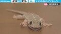 「花魁道中のよう」そろりそろり歩くヤモリ 手のひらが“花のように開く”貴重映像が話題