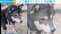 夢中で穴を掘る“兄貴分”を待つ柴犬の弟 兄が出した土を受け止め「しゅん…」とした表情に
