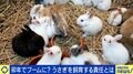 「“犬や猫より安いから”と安易に」卯年に過剰ブーム？ うさぎの学校飼育廃止を求める署名も