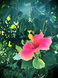 仲間由紀恵『ちむどんどん』