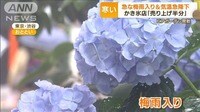 「梅雨寒」で街の店に“明暗”…スーパーも“異変” 高級キノコ半額 ダイコン小さい