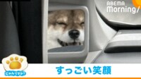 【映像】車内ミラーに写った“満面の笑み”の柴犬