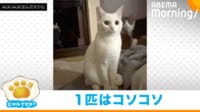 【映像】コソコソと近づく1匹の猫→見つかり退散！