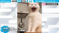 【映像】飼い主さんと猫の奇跡的なやり取り