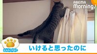 【映像】ドヤ顔→ピンチになる猫 コントのような“敗北”に飼い主困惑