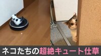 【映像】お掃除ロボットを乗りこなす子ネコ