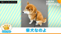 【映像】“意外な動物”に間違えられ拗ねる柴犬