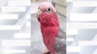 【映像】急に現れたモモイロインコの“ずるい一言”