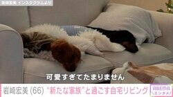 岩崎宏美、“新たな家族”と過ごす自宅リビング公開「ソファの上で並んでお昼寝してます」