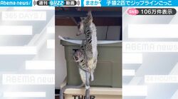 一体、何してるの？猿の親子が尻尾にぶらさがりジップラインごっこ！絶妙なコンビネーションがかわいすぎると話題に「SASUKEを見てるよう」