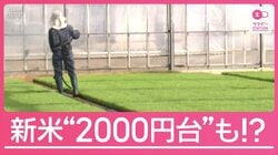 酷暑＋深刻なコスト高も課題　それでも新米価格は2000円台も？コメ巡る異常事態