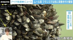 「カニ被害知って」ムール貝、収穫量激減の理由…フランス養殖業者が悲痛
