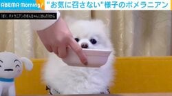 「おやつだ〜！」中を見た瞬間→プイッ ポメラニアンの正直すぎる反応に飼い主「あきらかにテンション下がってる」
