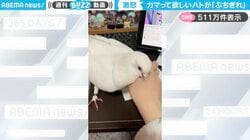 ハトが飼い主にブチギレ！リラックスしてる様子から不機嫌になるまでの一部始終に「かまってちゃん愛おし過ぎる」と話題