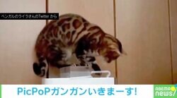 加湿機のタンクを持ち上げる猫 “わんぱくな一部始終”に「あらまぁ力持ち」「見て覚えたんですかね」驚きの声