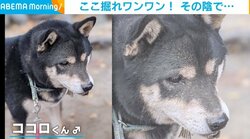 夢中で穴を掘る“兄貴分”を待つ柴犬の弟 兄が出した土を受け止め「しゅん…」とした表情に