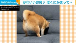 犬「ぼくにかまって〜」甘えん坊の豆柴の“愛くるしいアピール”に「お尻の揺れ最高」「可愛いうちろ姿」と絶賛の声