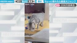 飼い主のイタズラに猫が“一瞬でフレームアウト”「飛びすぎじゃない？」秀逸リアクションが200万回再生
