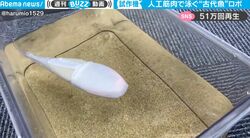 一体これは何だ！？ 水槽に入れるとスイスイ泳ぐ…人工筋肉を使った“古代魚型ロボット”のリアルな泳ぎ方に反響「素晴らしい技術」
