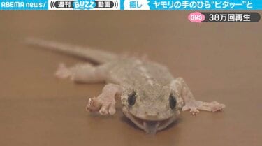 花魁道中のよう」そろりそろり歩くヤモリ 手のひらが“花のように開く