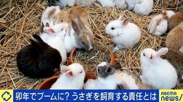 犬や猫より安いから”と安易に」卯年に過剰ブーム？ うさぎの学校飼育