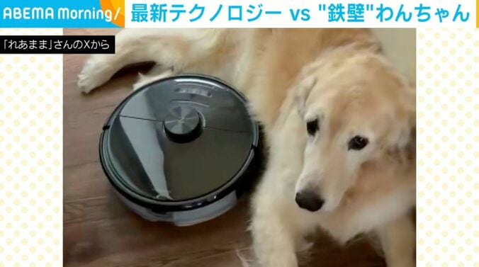 ゴールデンレトリバーのれあちゃん