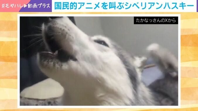 シベリアンハスキーのせつなちゃん