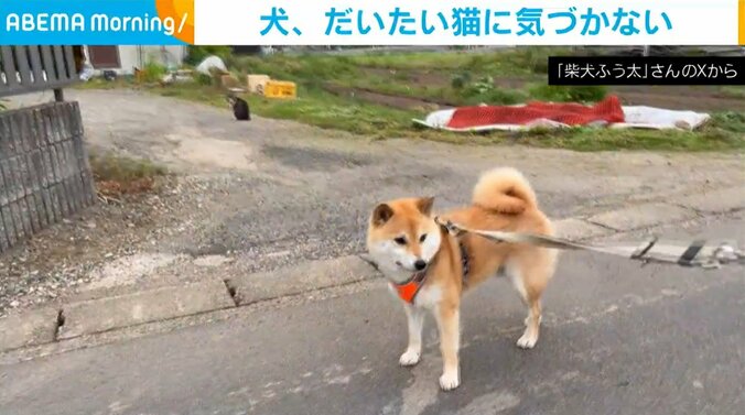 柴犬のふう太くん（4歳）