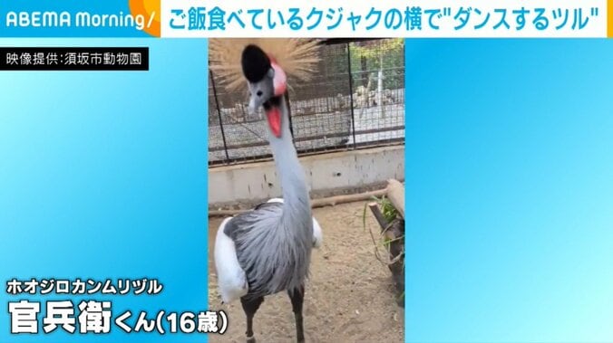 ホオジロカンムリヅルの官兵衛くん（16歳）