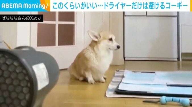 コーギーのあんずちゃん