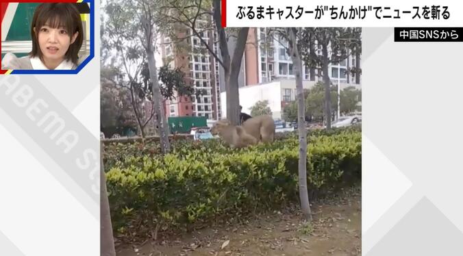 ライオンが街を走り回る様子