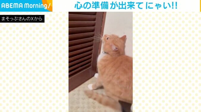 猫のさつま君（10歳）