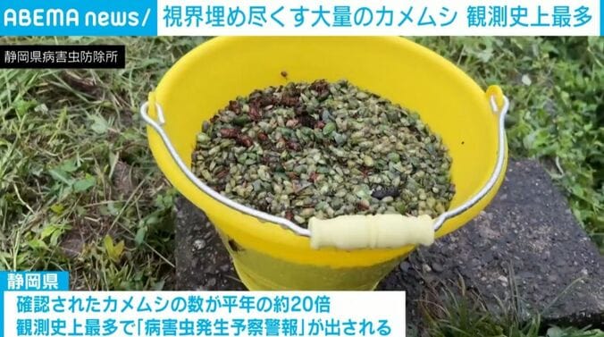 カメムシ