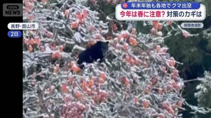 柿の木に現れたクマ